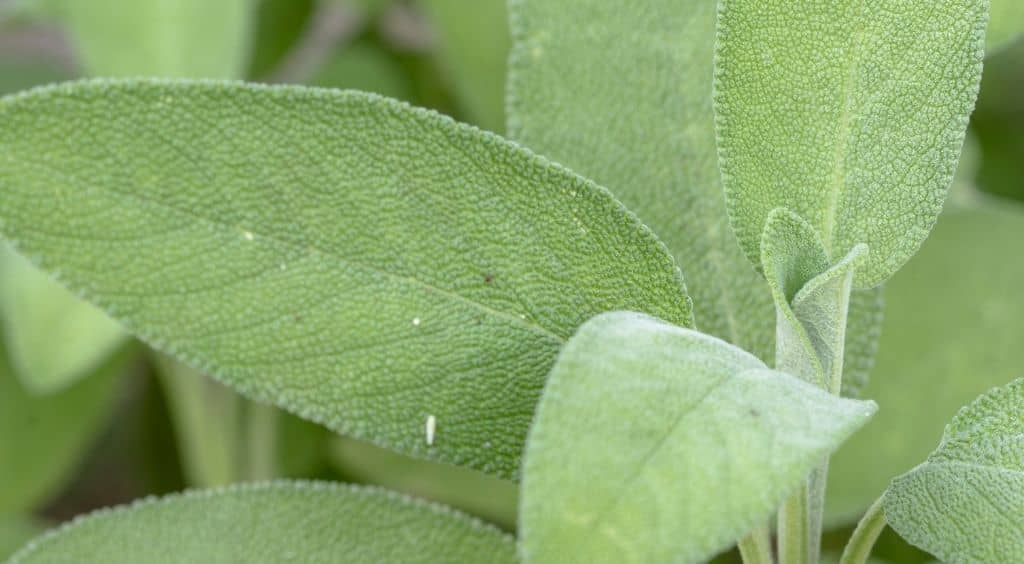 Salvia plant
