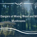 the-dangers-of-mixing-weed-and-magic-mushrooms