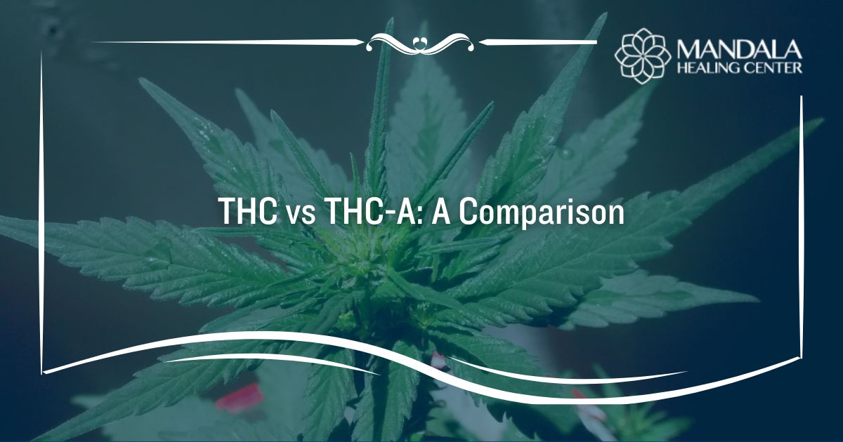 THC vs THC-A A Comparison